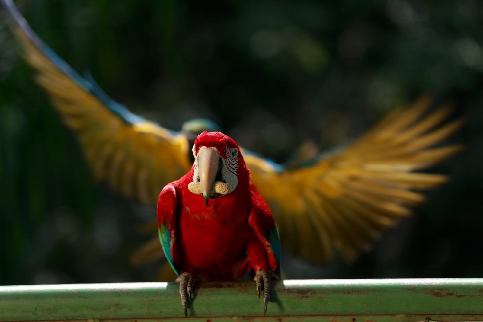 Guacamayo rojo con las alas de un guacamayo azul y amarillo desplegadas al fondo, en el aviario de Güembé