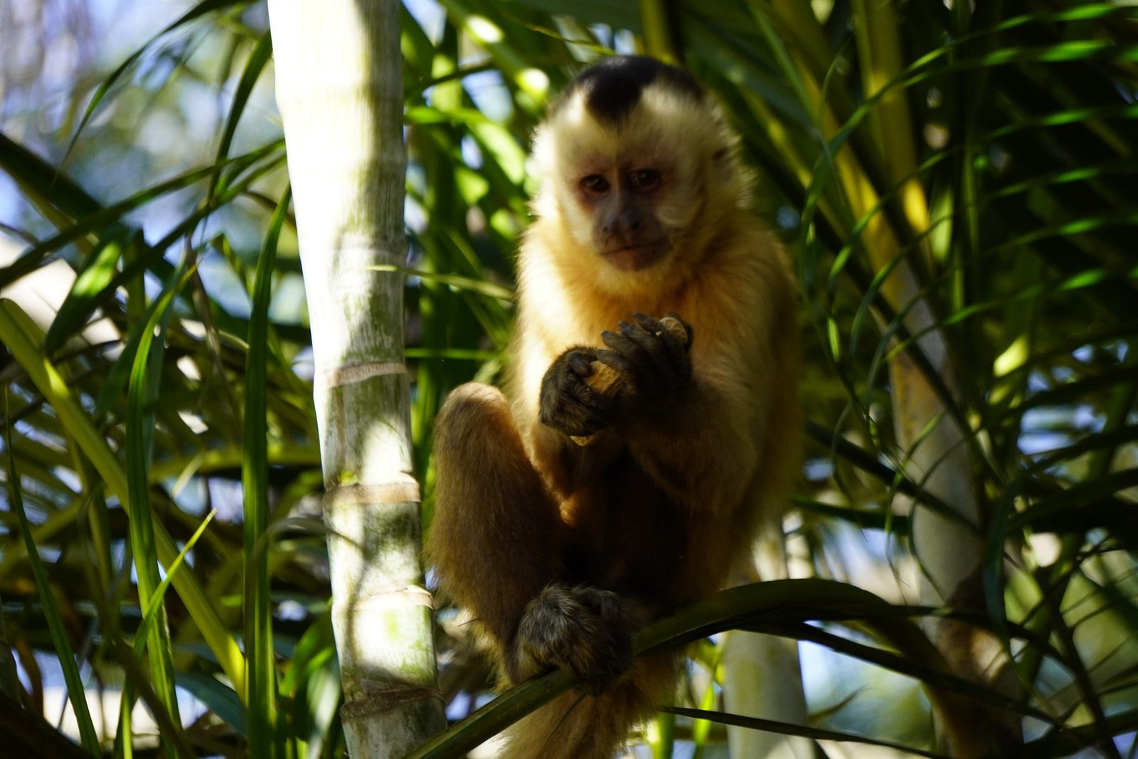 Mono capuchino en un árbol en la Isla de los monos de Güembé
